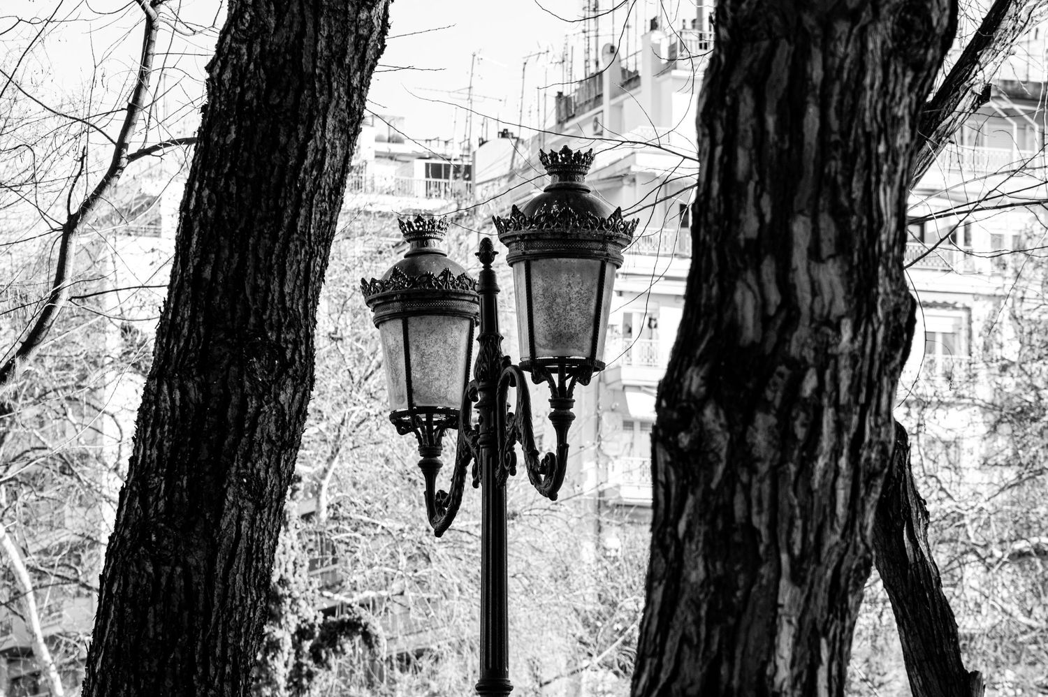 A black and white photograph of trees in a park with ornate lampposts and benches creating a peaceful atmosphere.