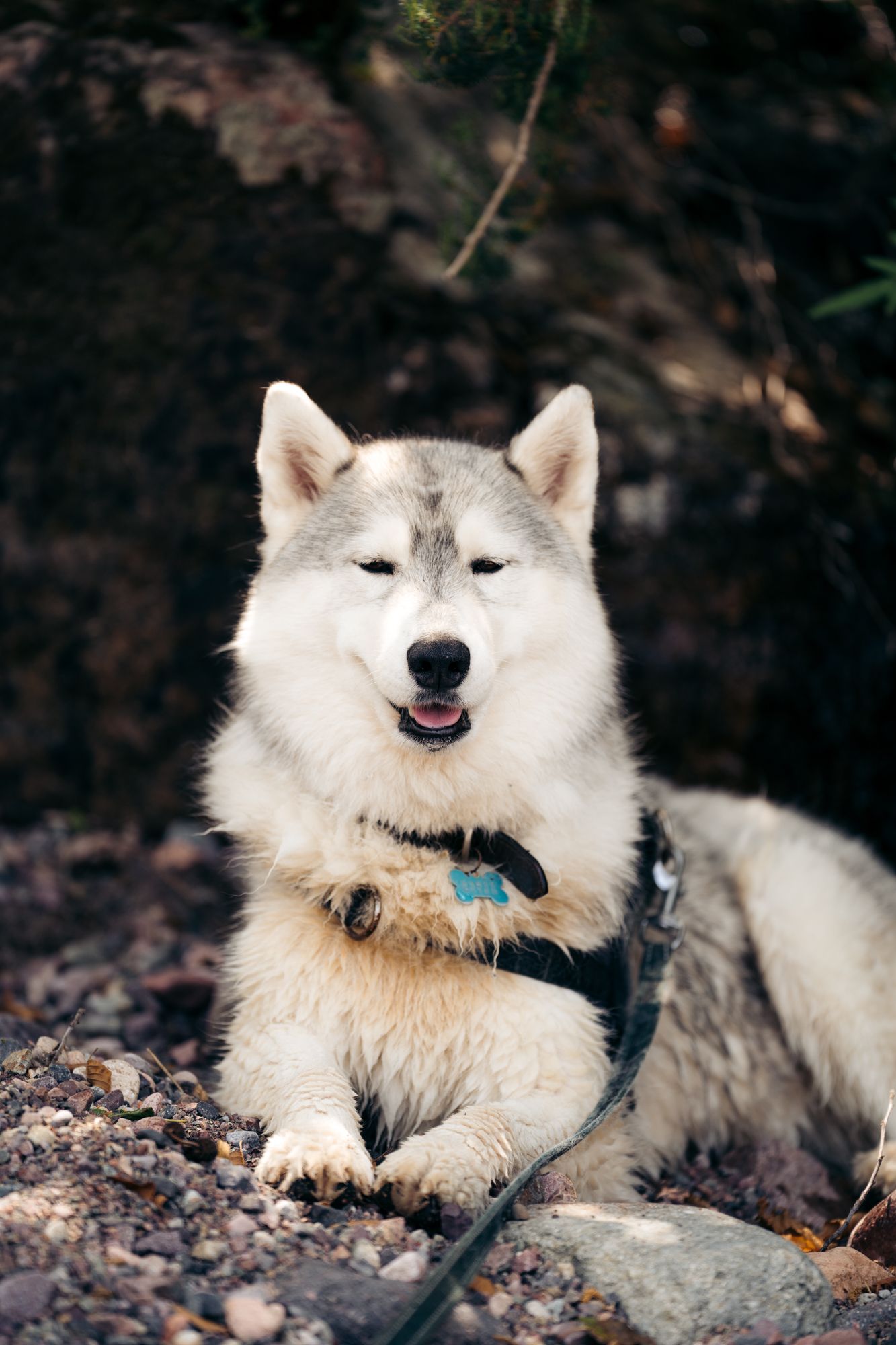 husky couché à l'ombre dans une forêt en corse