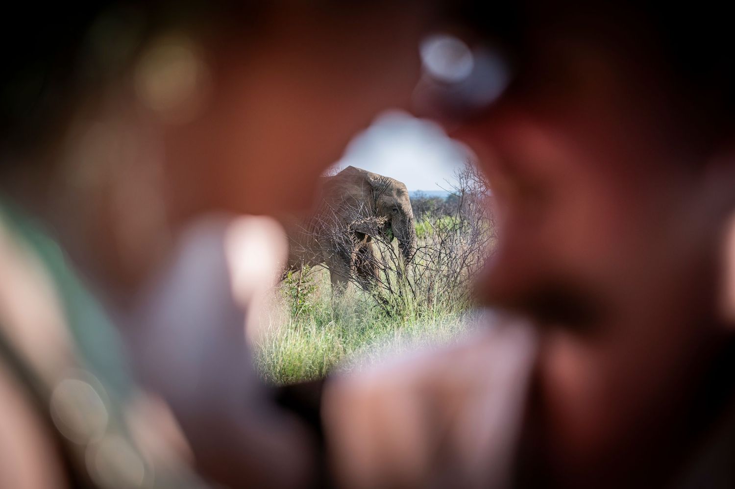 Elephant spotted through gap between tourists on African safari wildlife viewing experience.