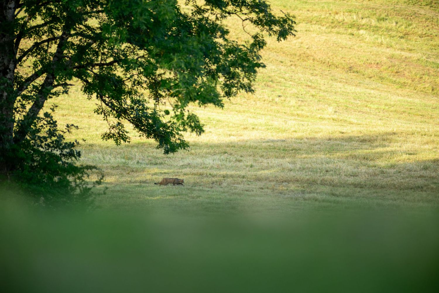 A lone animal rests in a sunlit green meadow beside a large leafy tree in a peaceful rural landscape.