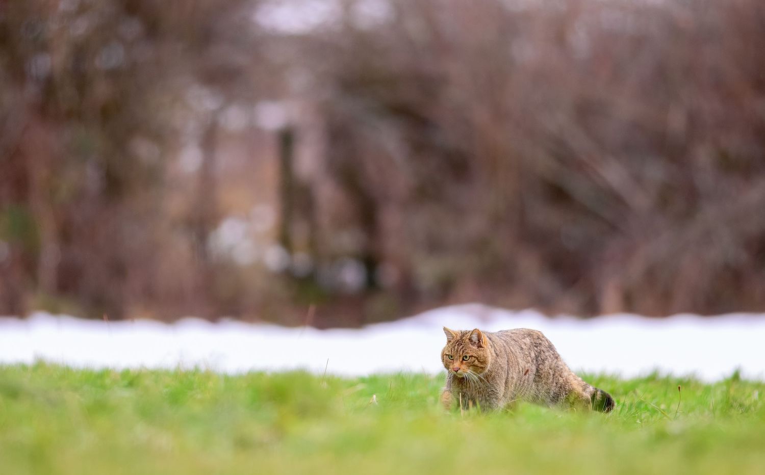 A brown bear cub playfully tumbles in the snow while exploring its natural habitat in winter.