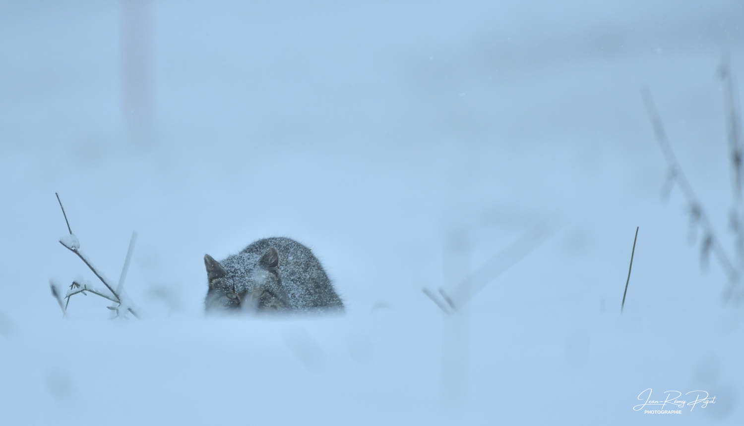 A small gray mouse peeks through snow-covered ground on a misty winter day.