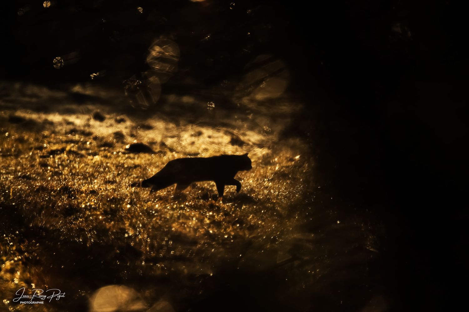 Golden sunlight illuminates scattered small rocks and pebbles on a dark textured surface.
