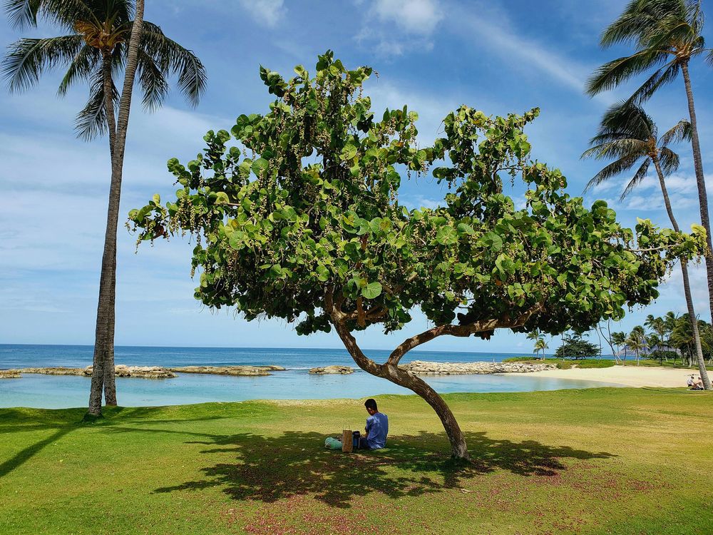 Palm trees sway in the breeze along a pristine Hawaiian beach with turquoise waters and blue skies.