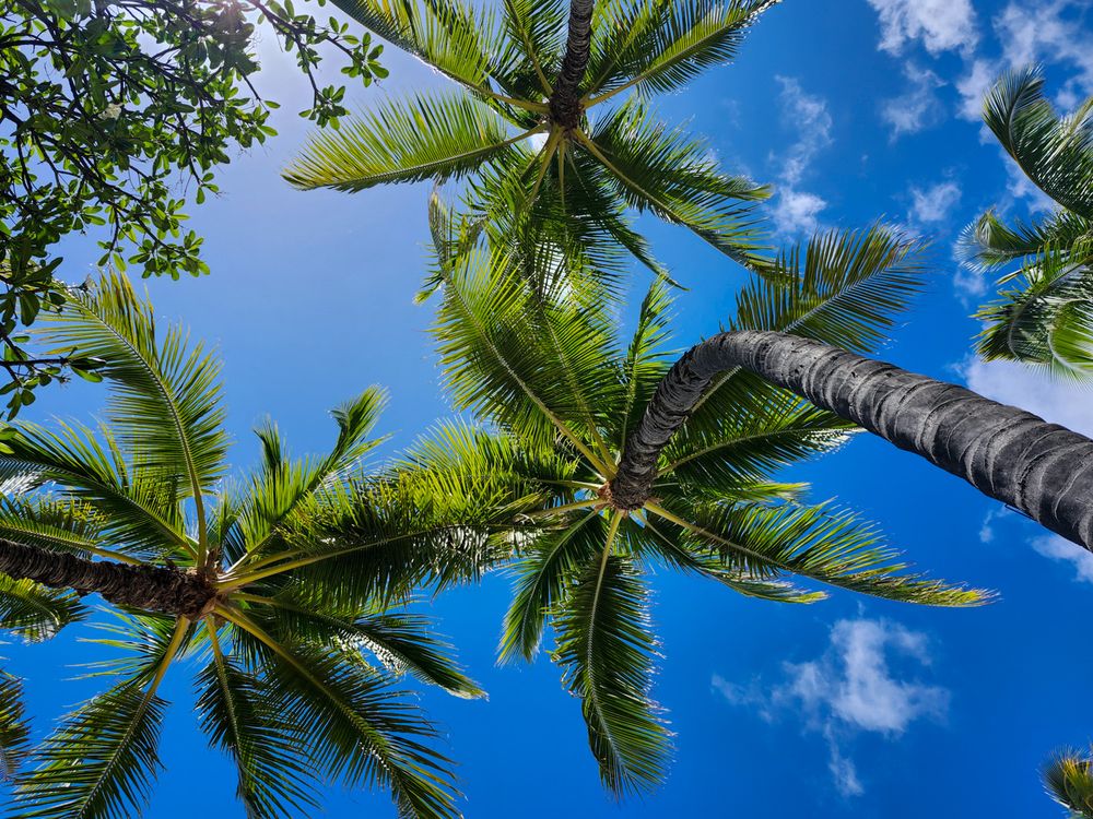 Looking up at tall palm trees with green fronds against a bright blue sky with white puffy clouds.