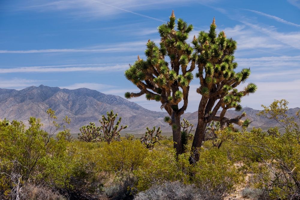 A tall Joshua Tree stands against a backdrop of desert mountains and blue skies in the Mojave Desert landscape.