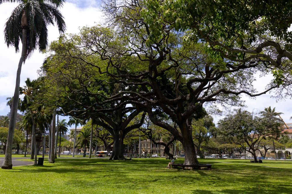 Large sprawling tree with twisted branches provides shade in a tropical park with palm trees and green grass.