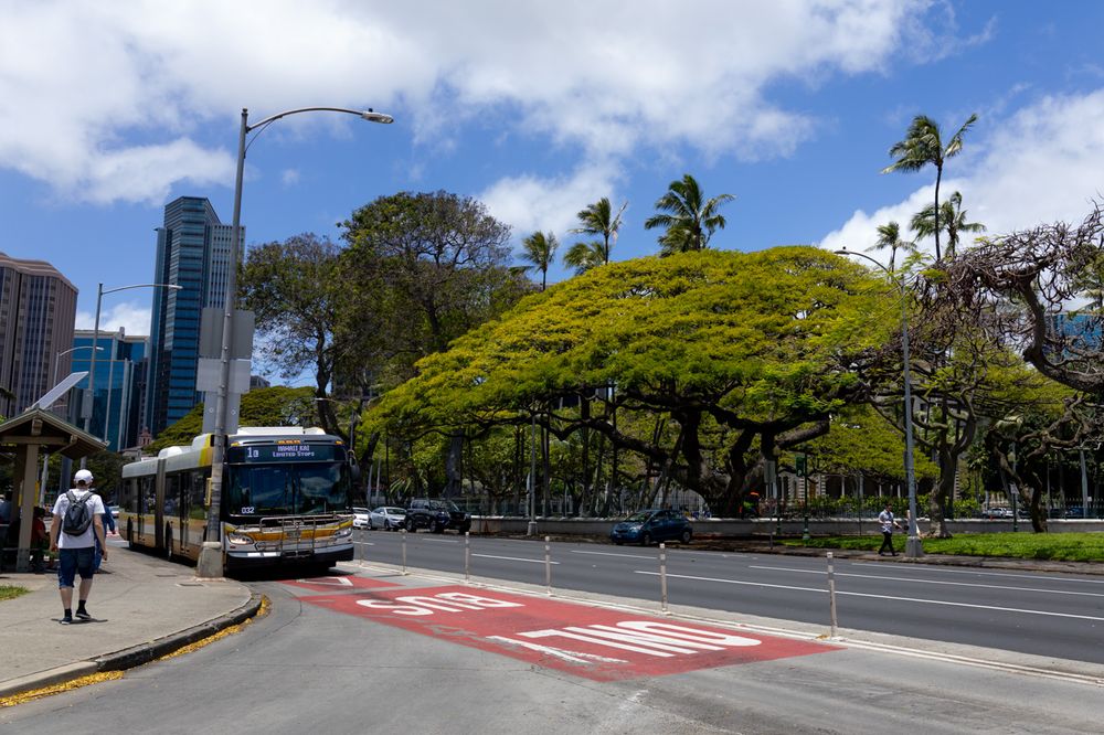 Palm trees sway in the wind along a scenic urban street with modern buildings and blue skies in Hawaii.