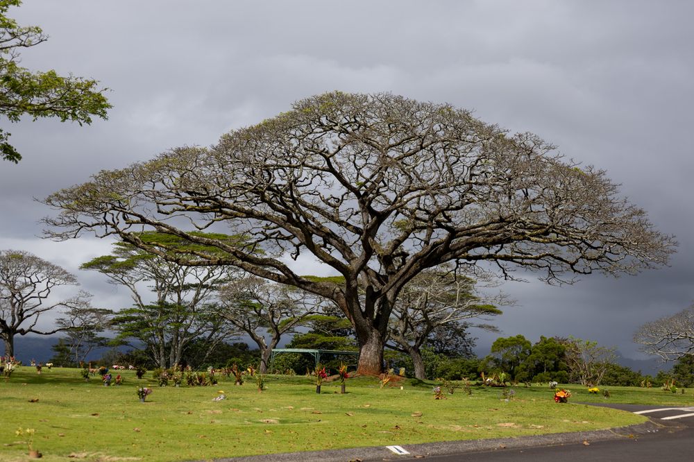 A massive monkeypod tree spreads its branches wide over a grassy field under moody gray skies in Hawaii.