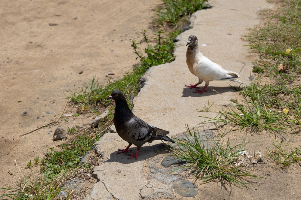 A seagull walks along a sandy beach path with patches of green grass and weeds growing alongside it.