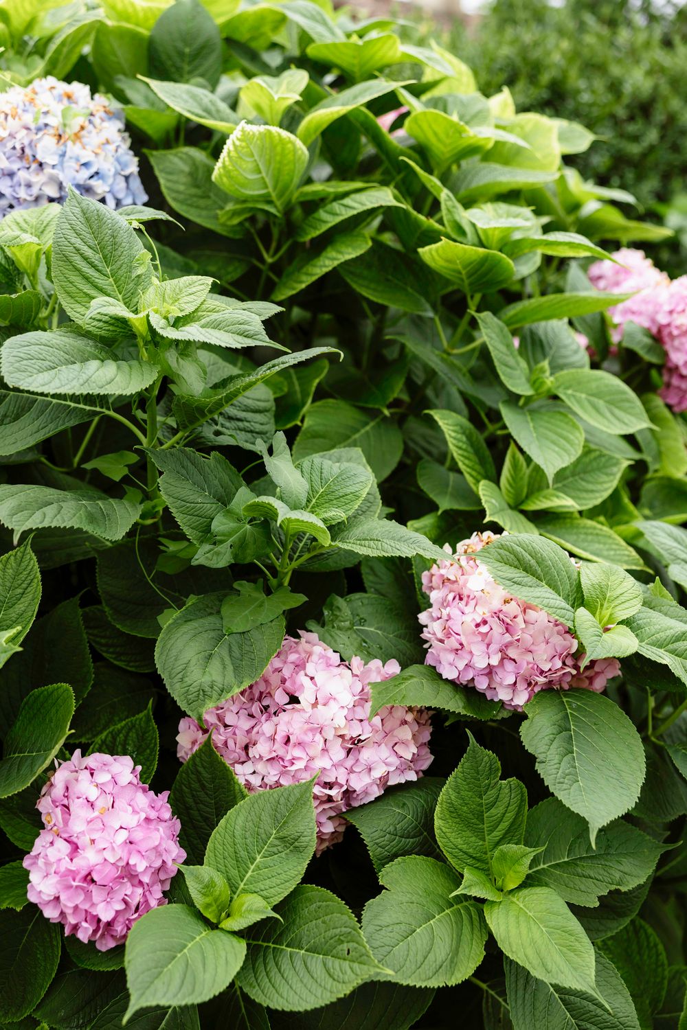 Pink hydrangea flowers blooming among lush green leaves in a garden setting.