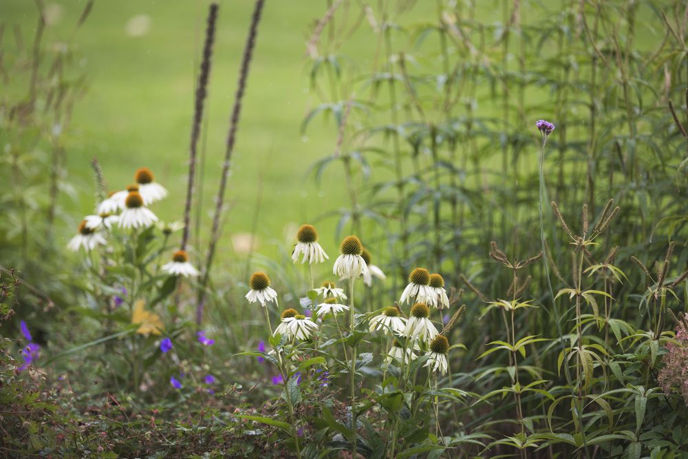 White coneflowers bloom among tall grass and wildflowers in a lush summer garden setting.