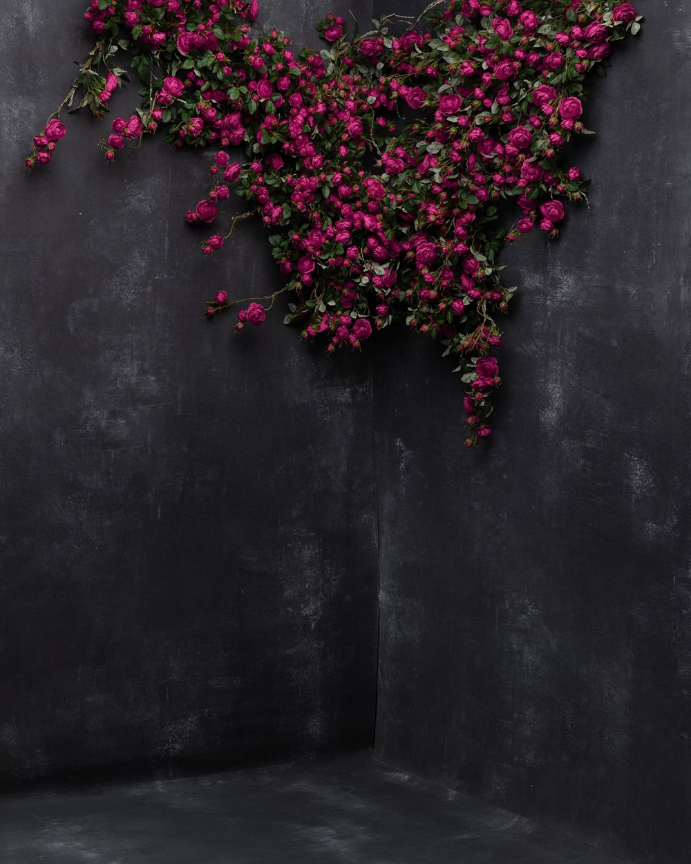 Vibrant pink bougainvillea flowers cascade down against a dark textured concrete wall creating dramatic contrast.