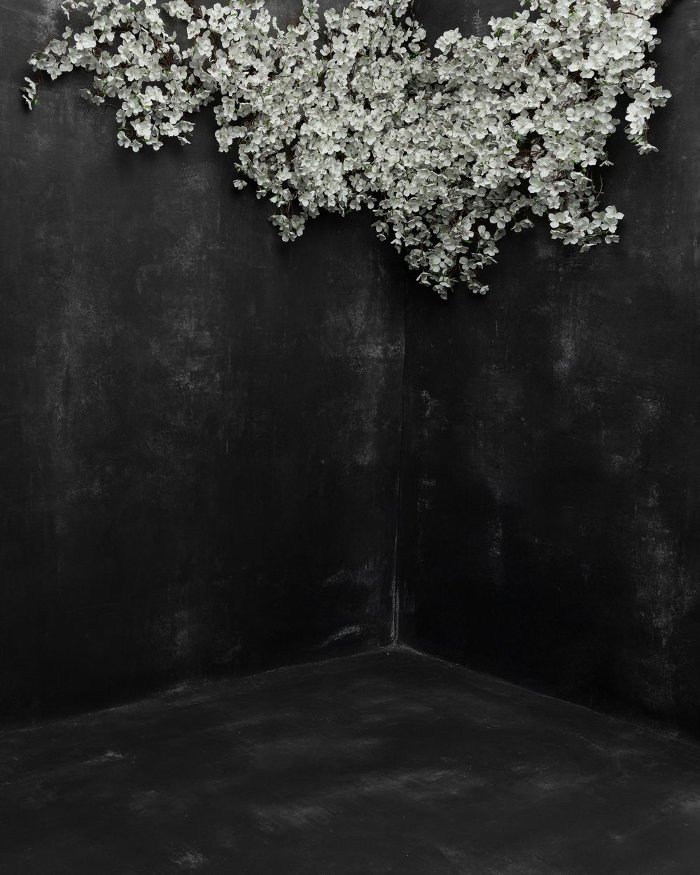 White blossoms hang elegantly over a dark corner against a black background, creating a dramatic contrast.