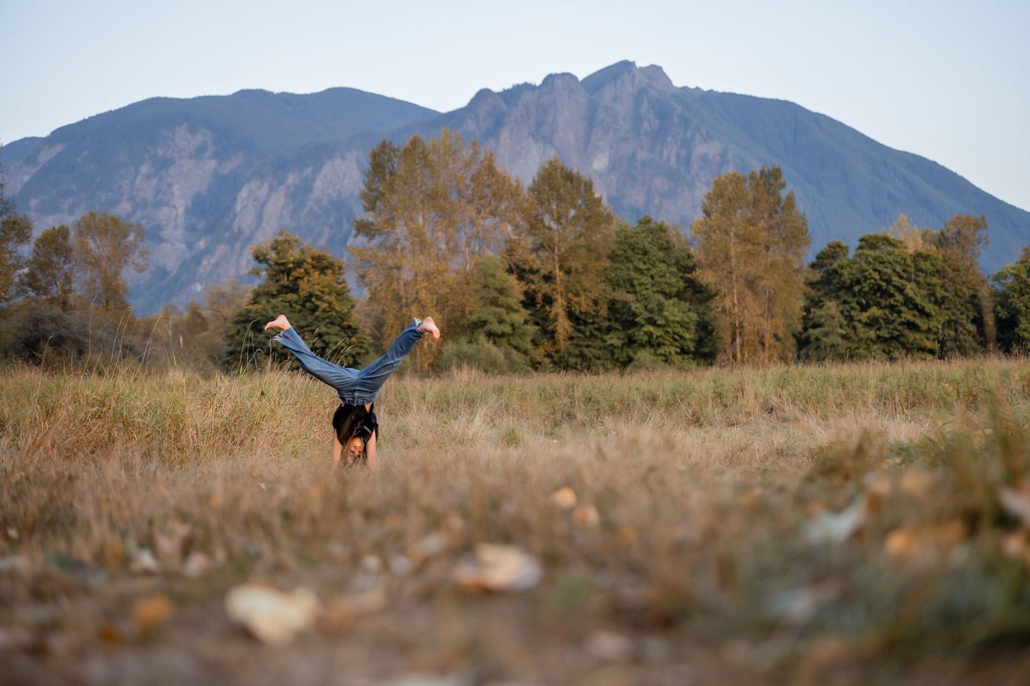 A black dog plays in a grassy field with mountains and autumn trees in the background.
