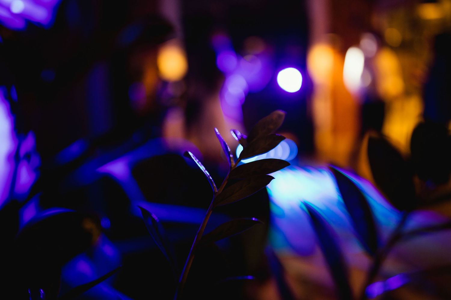 fotograf, event