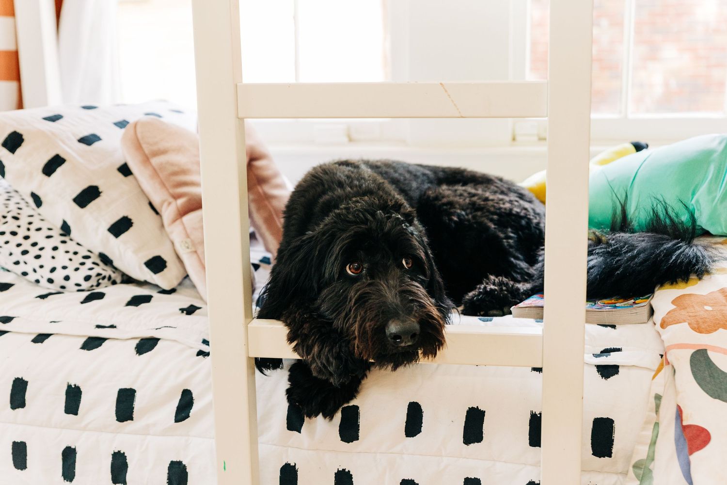 A black shaggy dog rests on a black and white polka dot bed between white bed posts in Charlotte NC