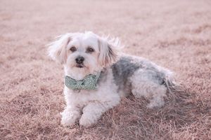 Pet photography session featuring small dog with bow tie in grassy field