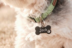 Close-up of dog collar with name tag “Jack” during outdoor pet photoshoot