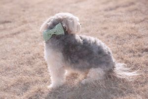 Pet photography session featuring small dog with bow tie in grassy field