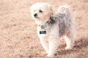 Pet photography session featuring small dog grassy field