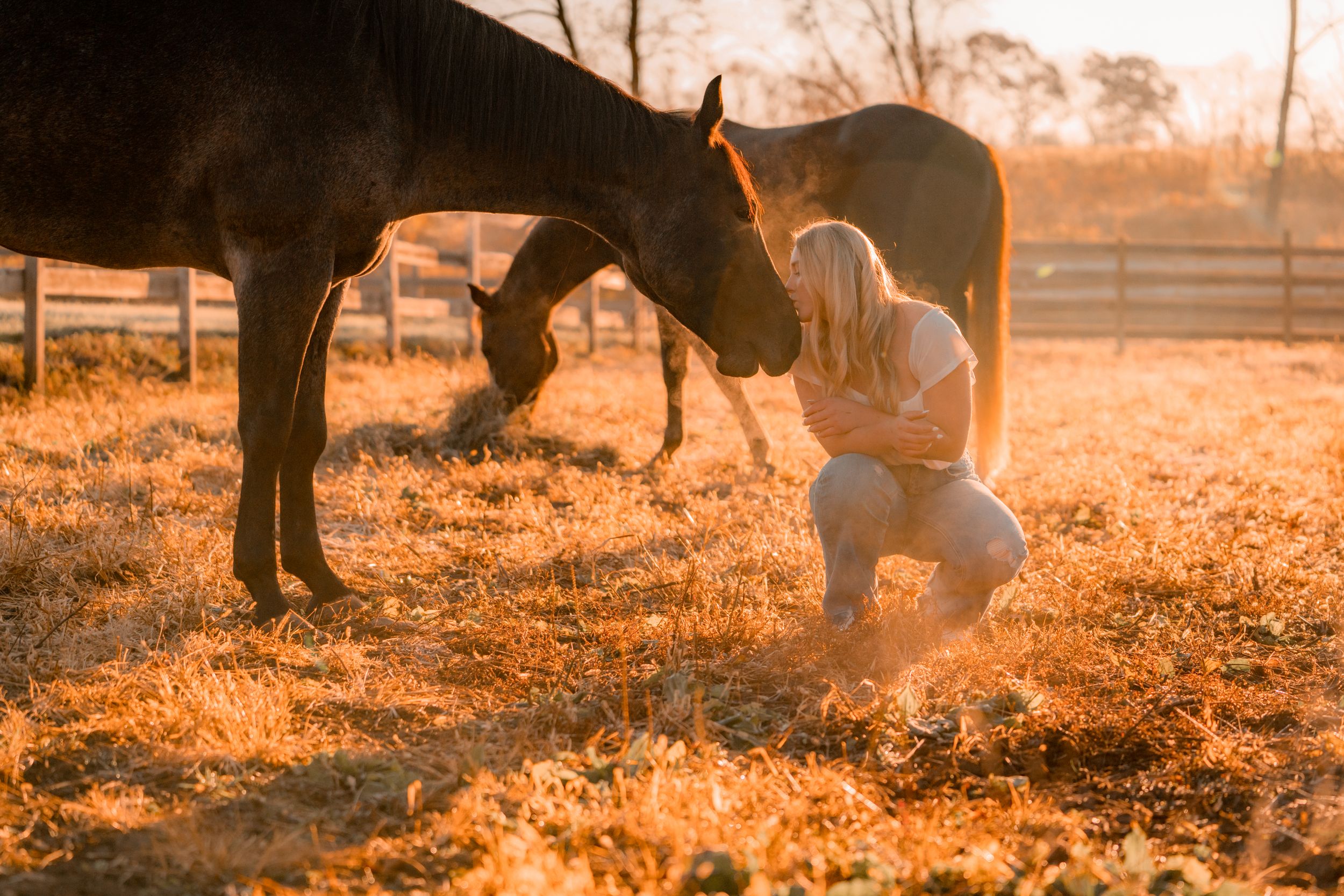 Tranquil scene of horse and person bonding during golden hour.