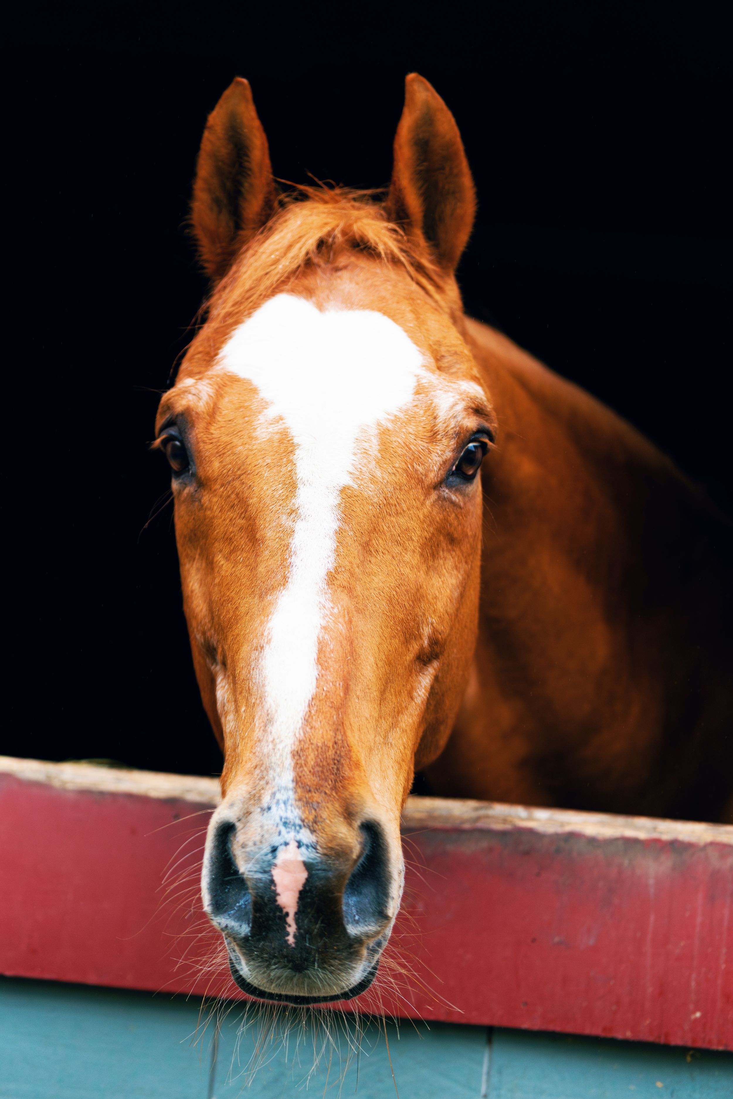 Close-up sequence of a chestnut horse with white blaze marking peering over a red fence panel.