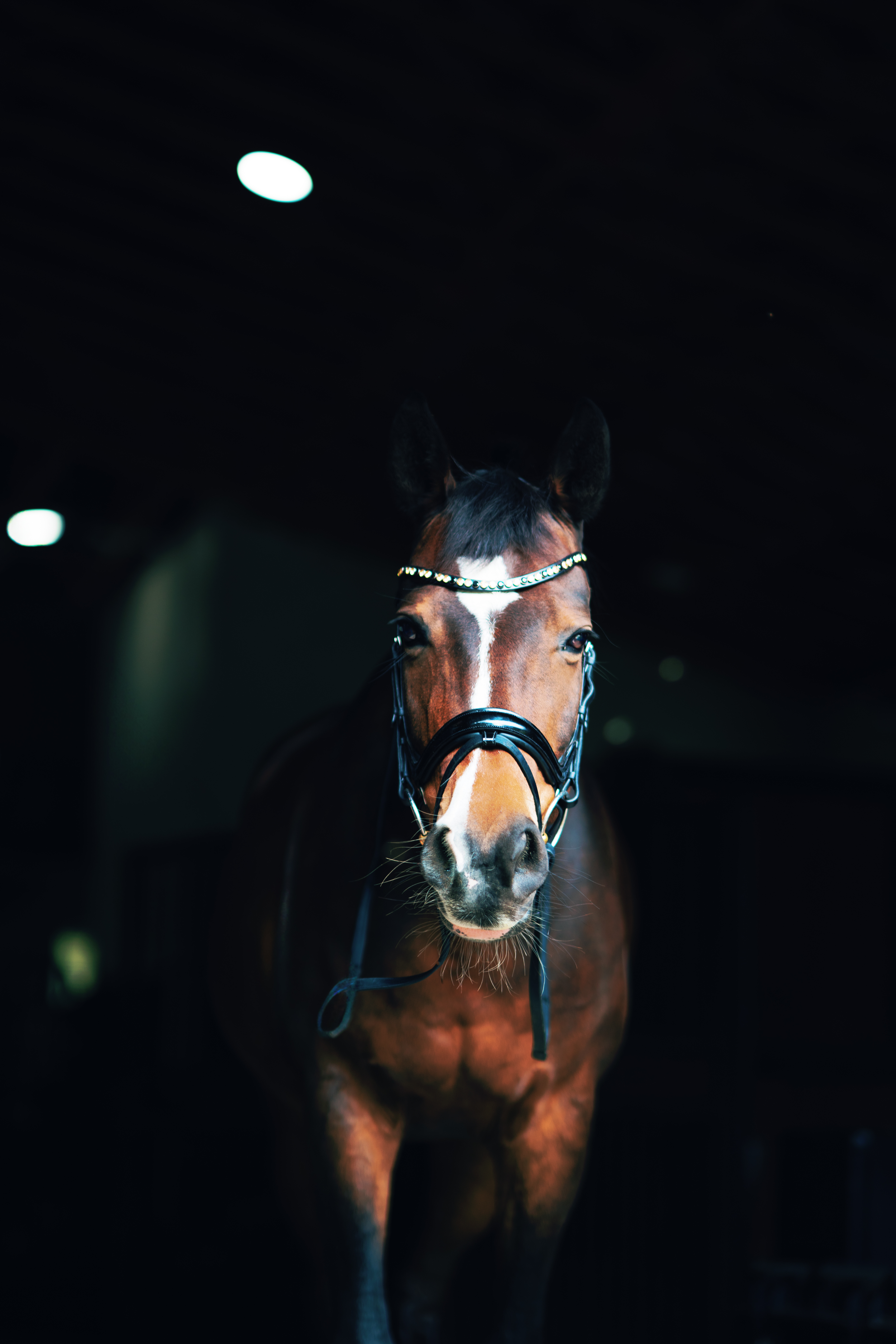 Bay horse in bridle illuminated dramatically in dark stable setting.