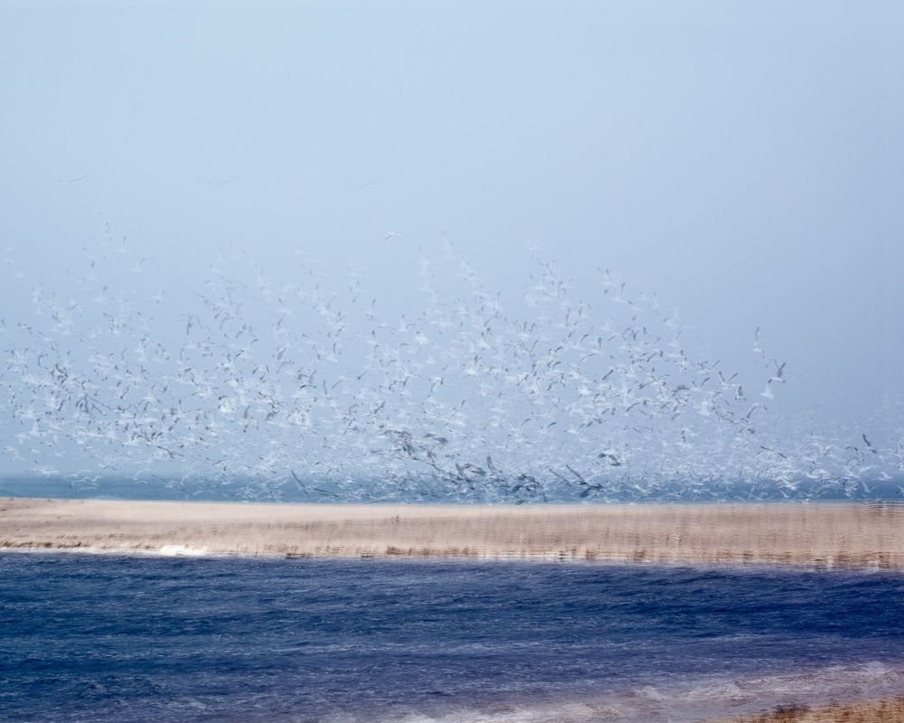 Large flock of seabirds flying over coastal waters near shoreline.