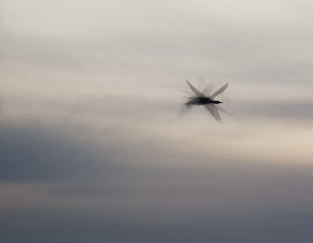Silhouette of a helicopter flying against a cloudy gray sky at dusk.