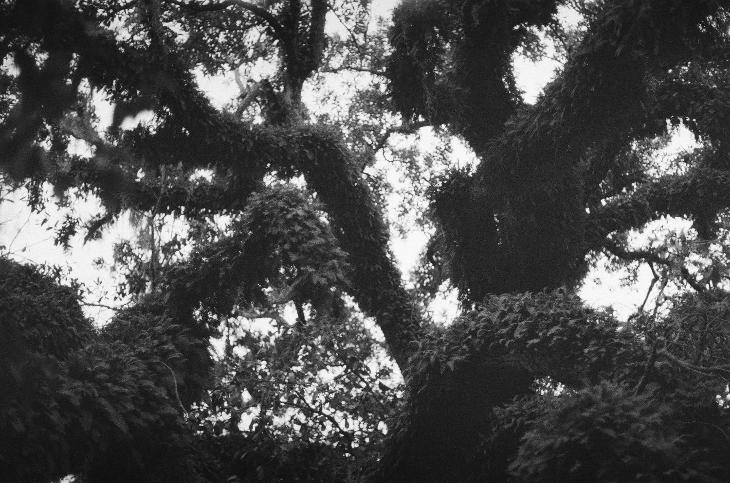 A misty forest path winds through tall trees with sunlight filtering through the branches creating a moody atmosphere.