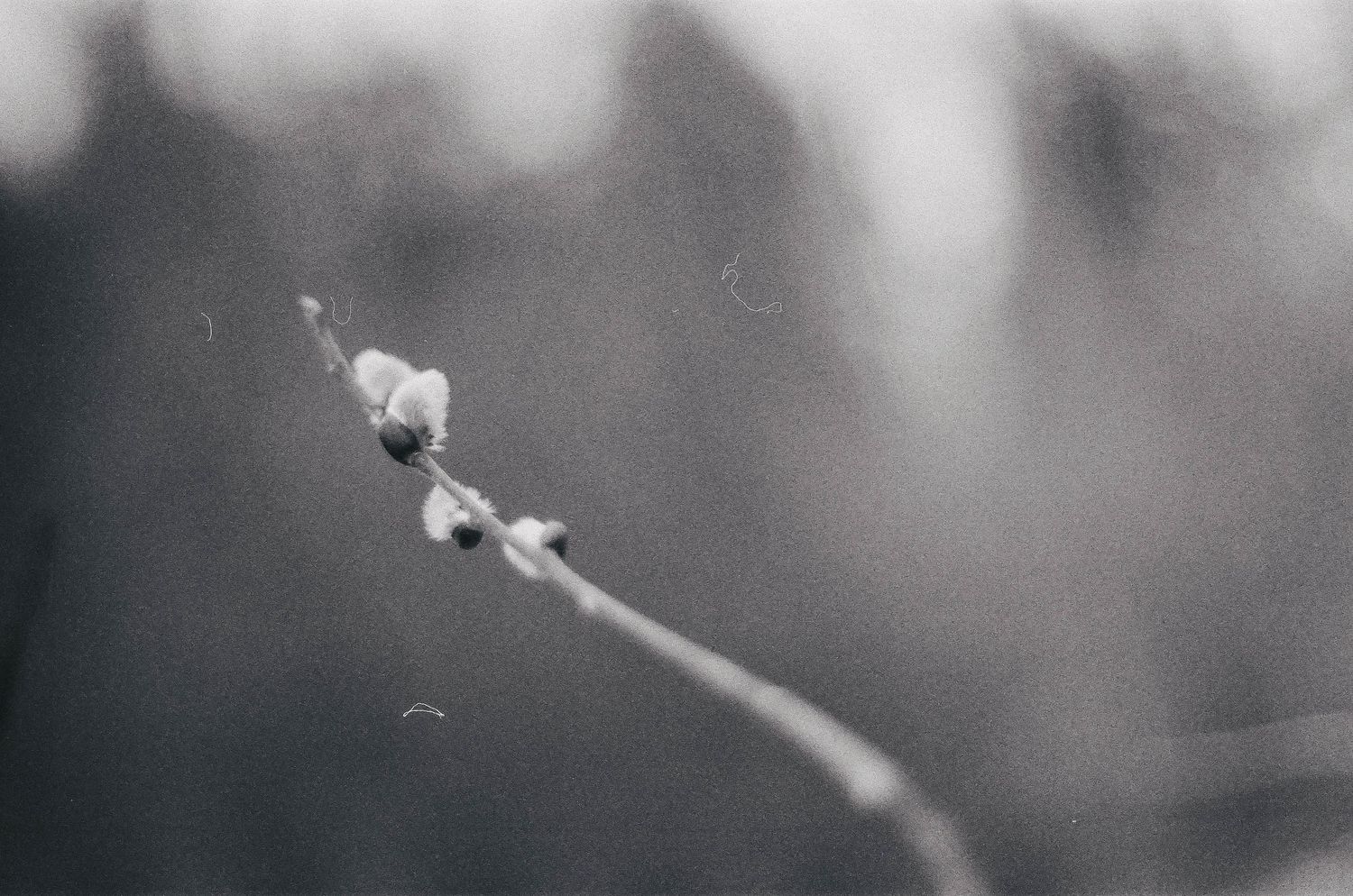 A delicate black and white macro photograph shows two small buds on a slender plant stem against a blurred background.