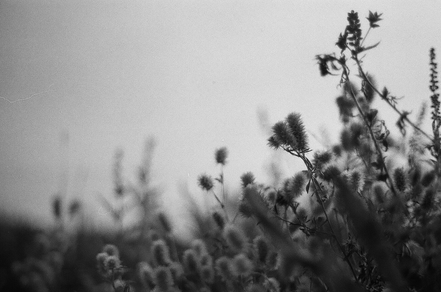 Black and white landscape photograph of silhouetted plants against a moody cloudy sky.