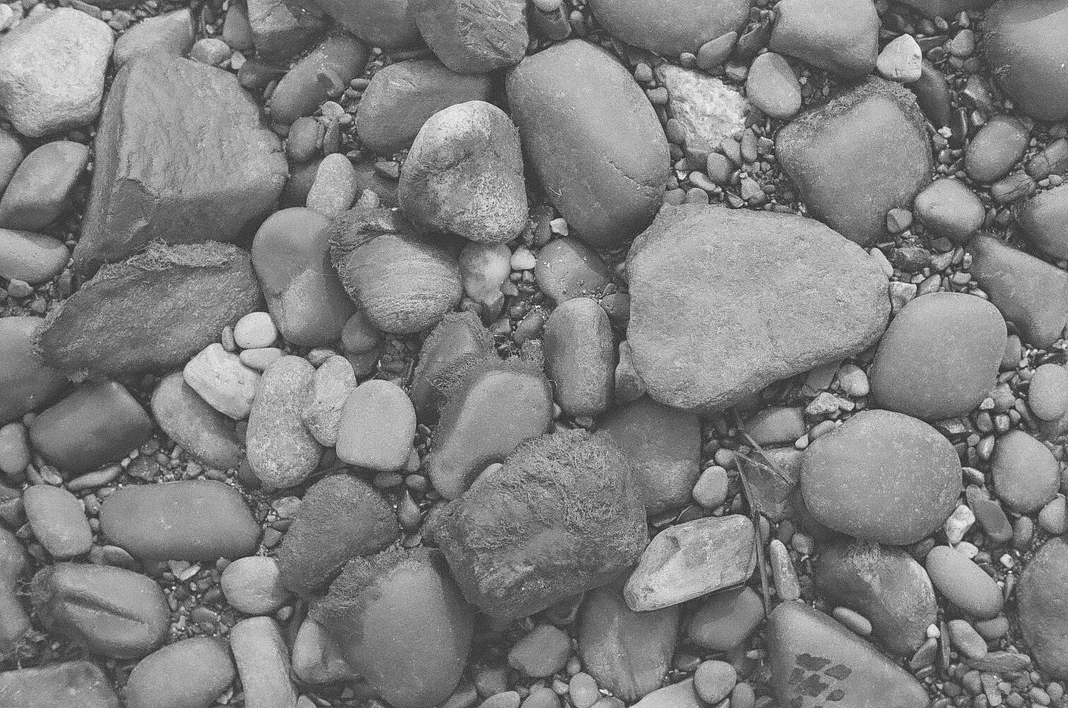 Close-up view of smooth river rocks and pebbles in various shades of gray and brown on a beach.