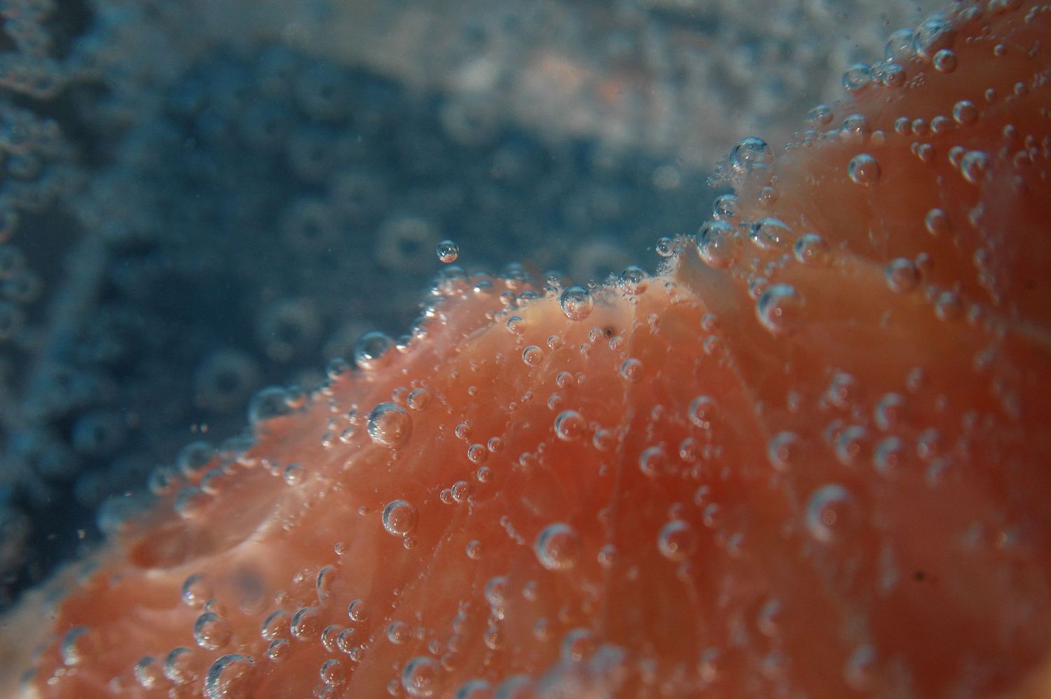 Macro close-up of a vibrant red strawberry's surface showing detailed texture and tiny seeds.