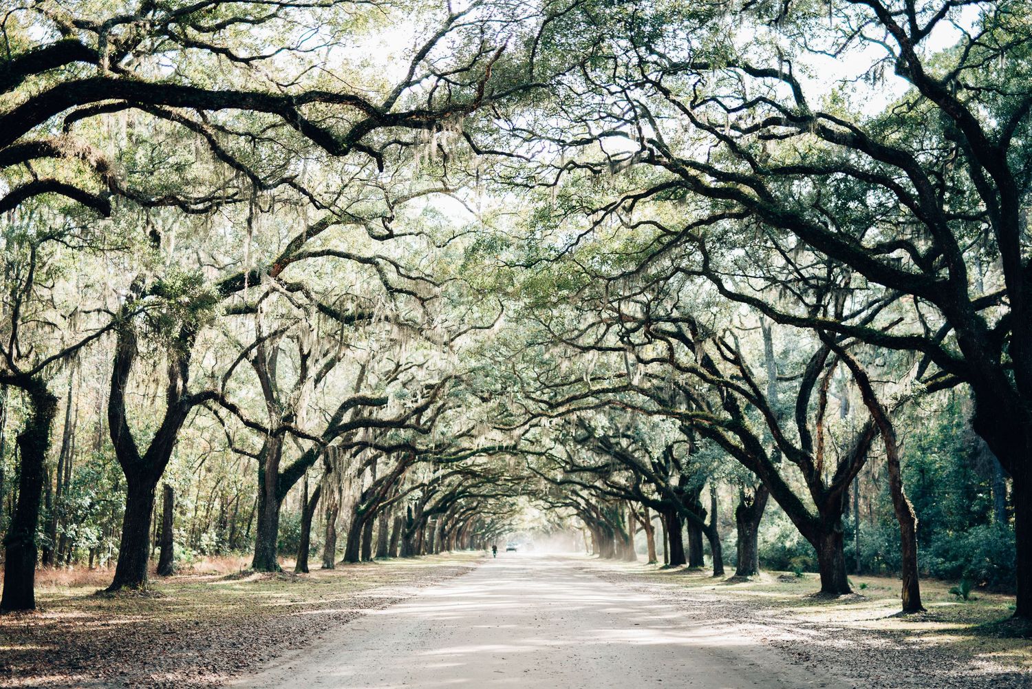 Scenic oak tree tunnel with Spanish moss draping over a winding road creates a mystical canopy in the South.