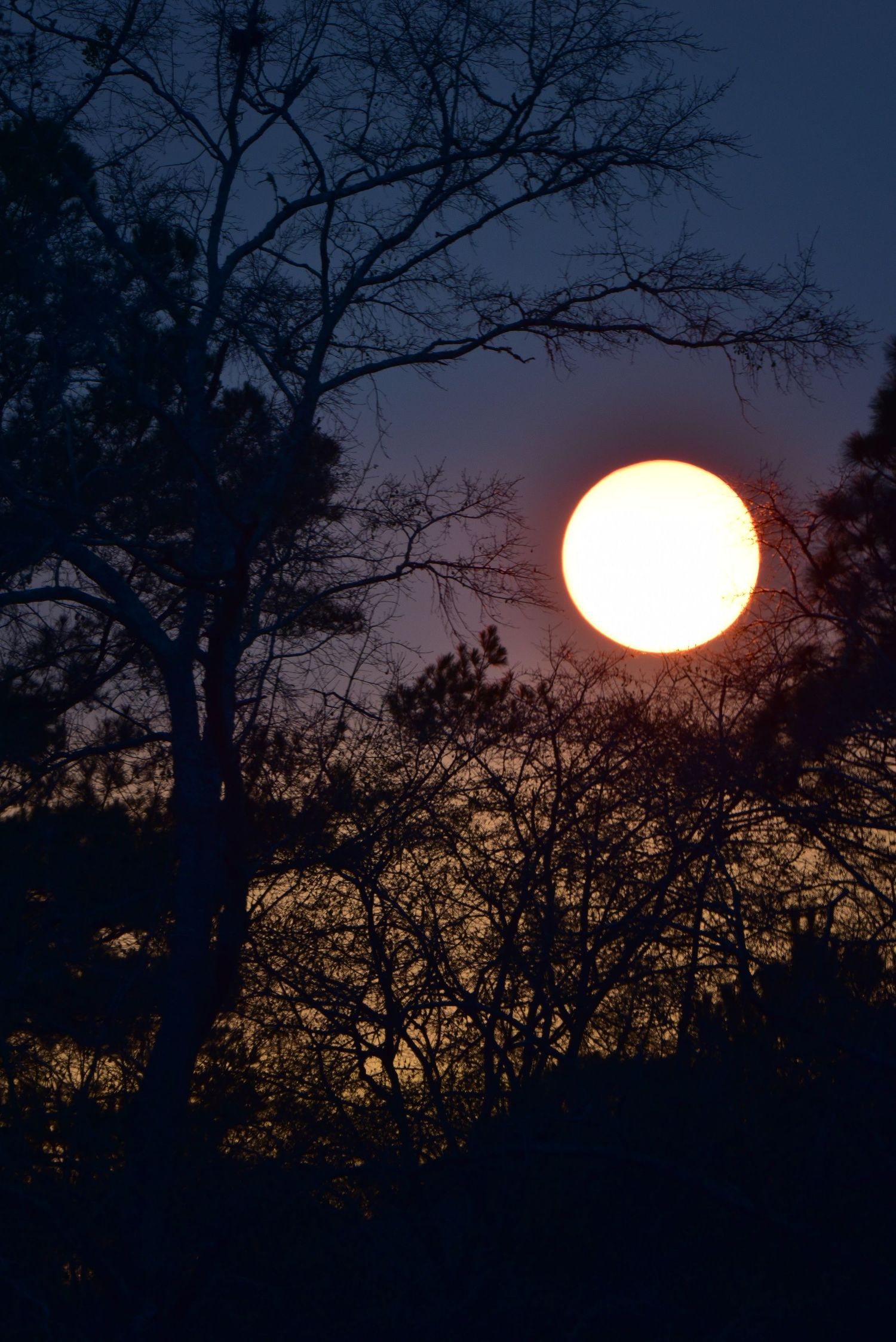 Large glowing sun setting behind silhouetted tree branches against a dusky purple sky.