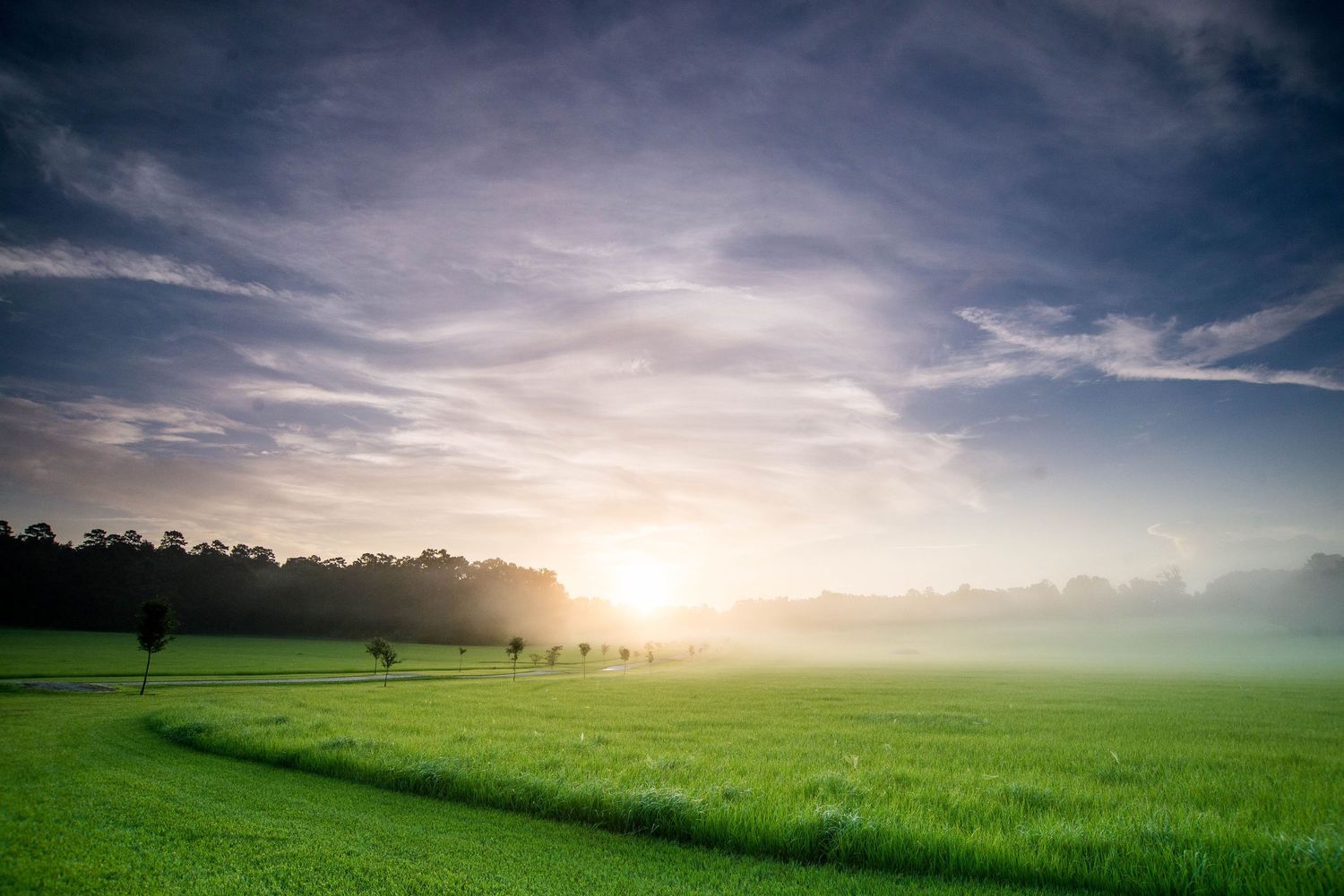 Misty green meadow landscape with scattered trees at sunrise under dramatic cloudy sky.