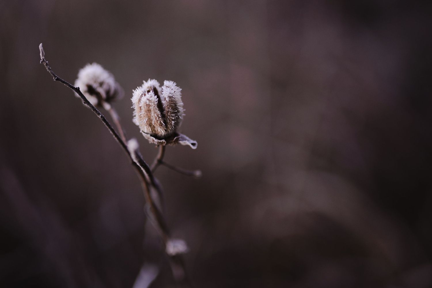 Delicate pink cherry blossoms bloom against a dark blurred background in soft focus.