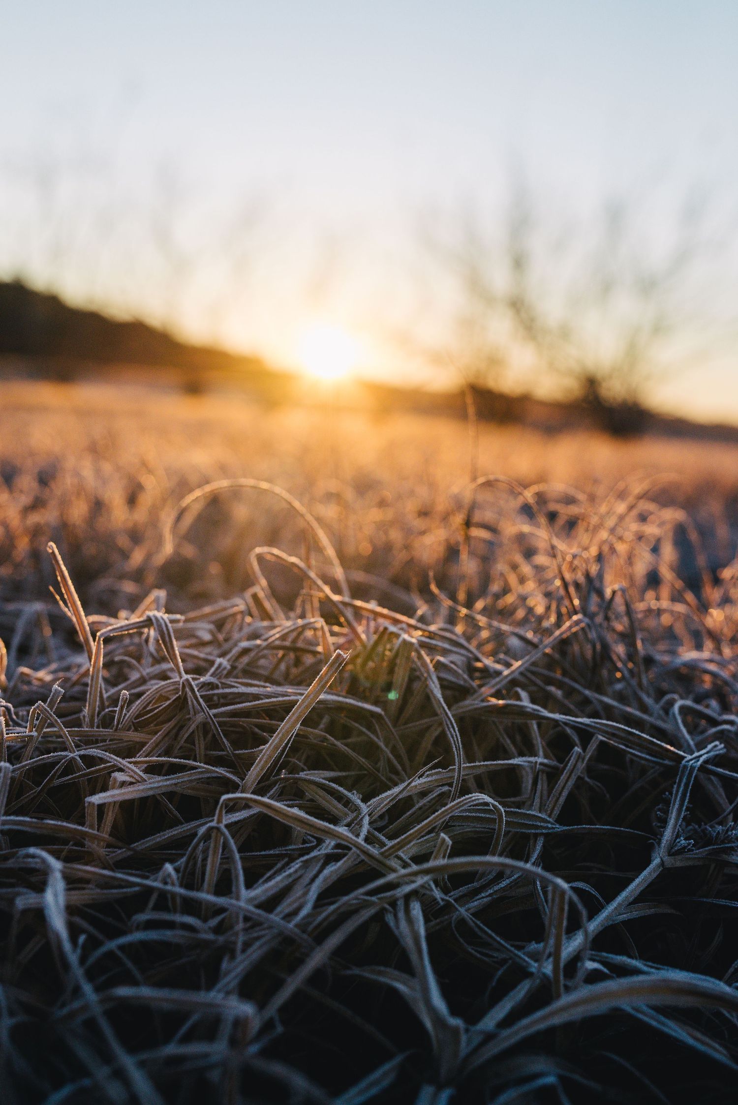 Frost covered wheat stalks in a field backlit by golden sunrise light creating a serene winter landscape.