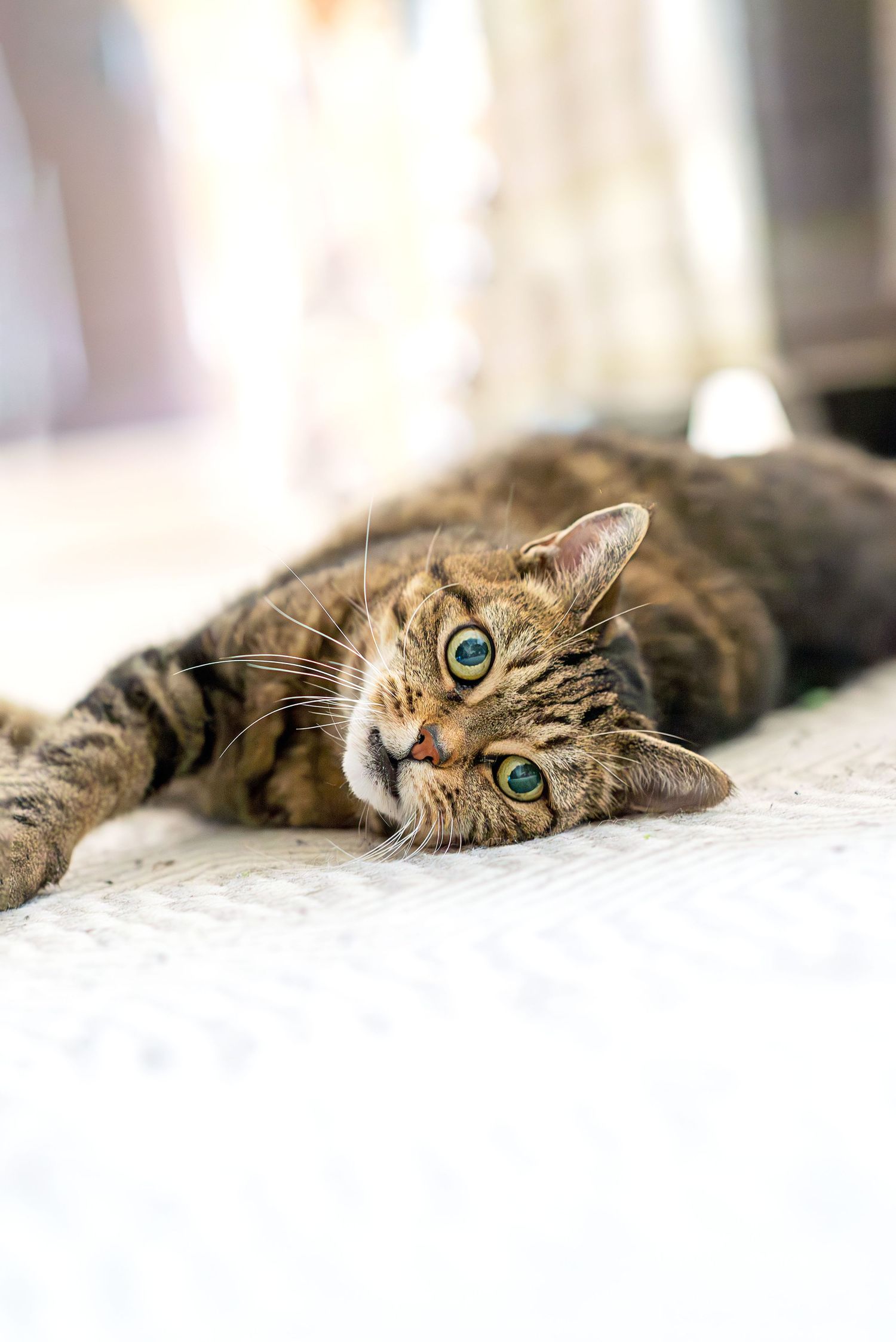A tabby cat with bright green eyes lies relaxed on a white surface in a panoramic style photo.