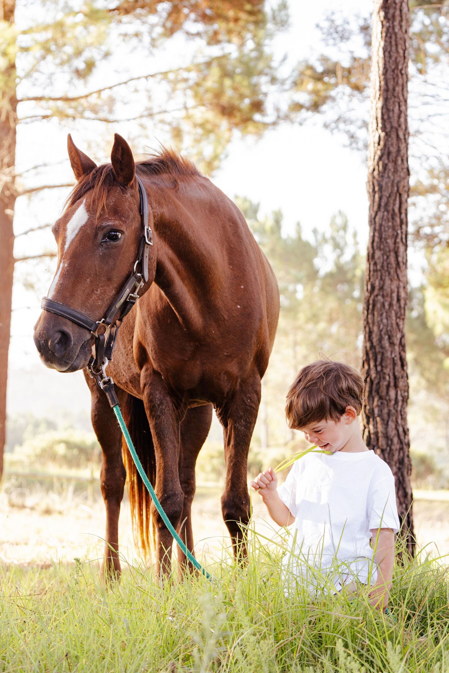 equestrian portrait photography in the garden route