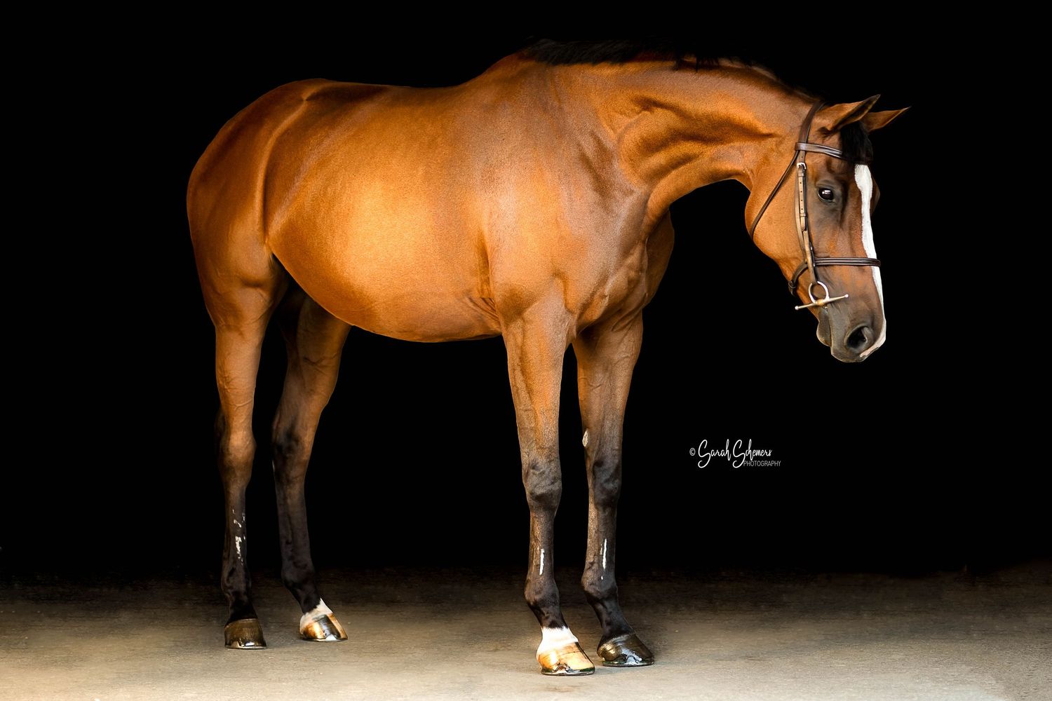 Bay show horse in professional conformation pose against dark background.