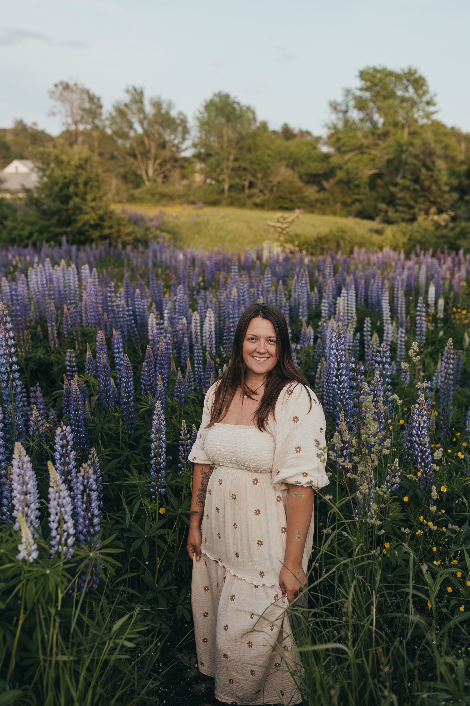 Field of vibrant purple lupine flowers blooming in a meadow during summer.