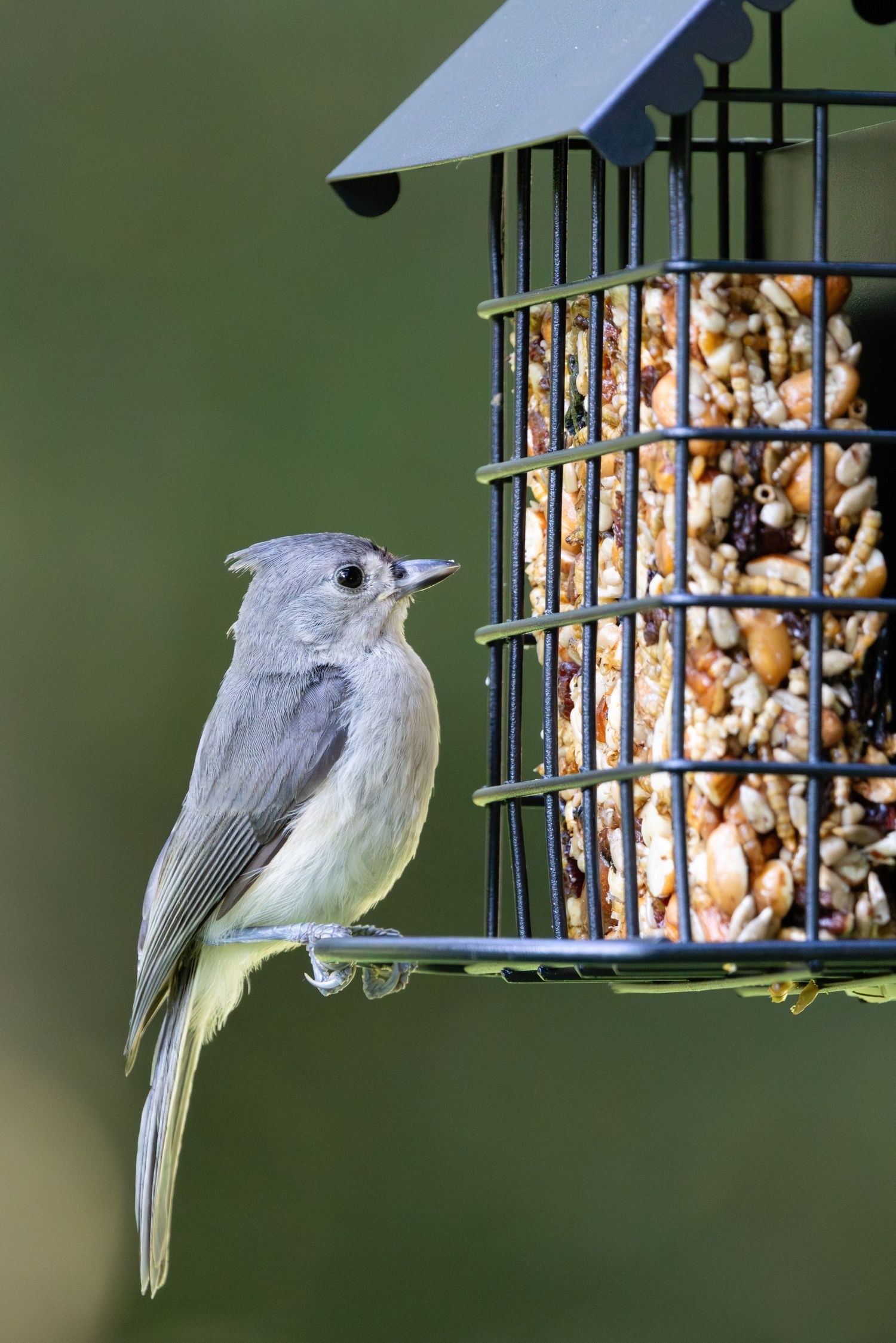 kingsyard bird feeder with a titmouse eating seed
