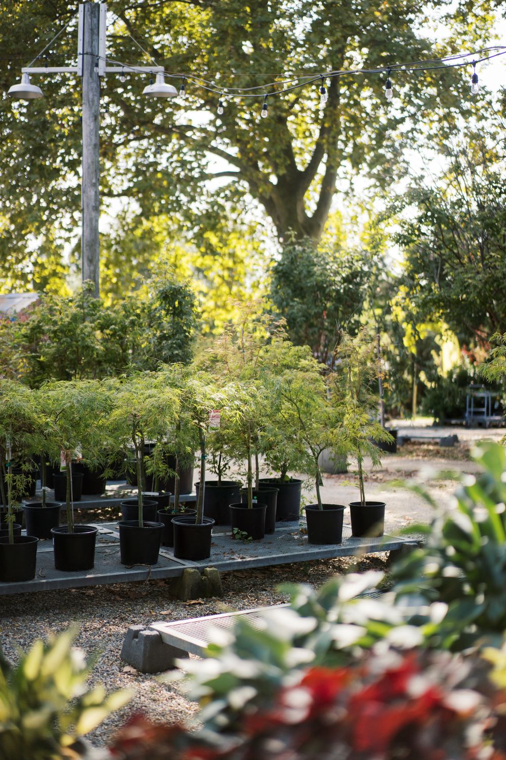 A garden nursery with potted plants and trees arranged on tables beneath a sunlit canopy of trees.