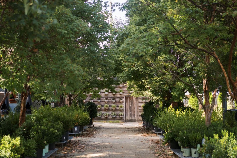 Tree-lined pathway through lush garden creates natural wedding ceremony setting.