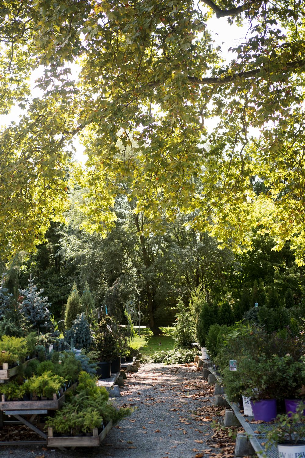 Tranquil garden path surrounded by lush trees and greenery with fallen autumn leaves scattered on the ground.