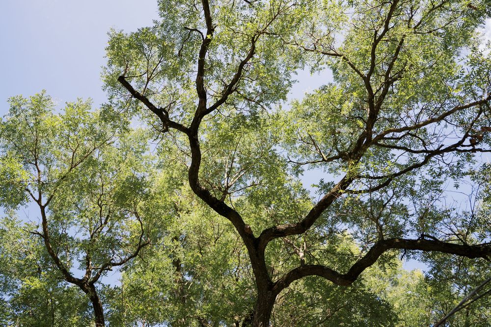 Graceful branches of a large tree spread against a light blue sky creating natural patterns.