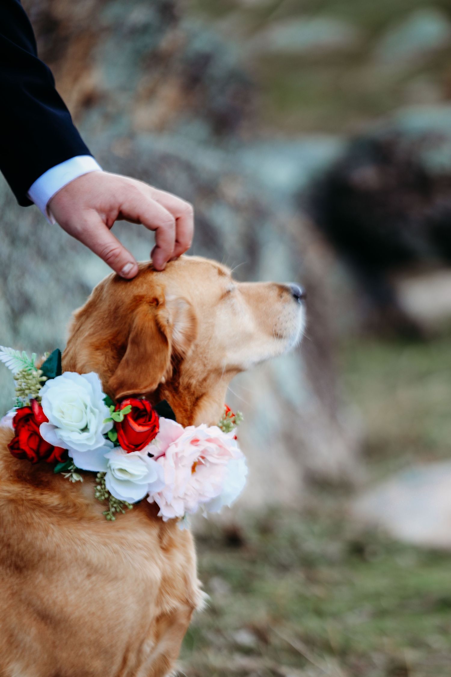 A golden retriever wearing a floral crown of red and white flowers gets a loving pat.